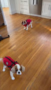 Doggykingdom Lifetime Warranty Doggykingdom® Winter Jacket Review