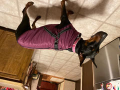 Doggykingdom Lifetime Warranty Doggykingdom® Winter Jacket Review