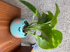 Shopzoki Ebbo Frog Planter Review