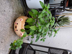 Shopzoki Heji Hedgehog Planter Review