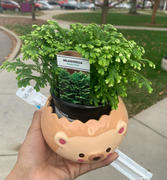 Shopzoki Heji Hedgehog Planter Review
