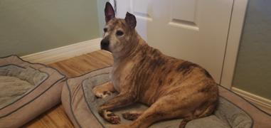 Ultimate Dog CHIRP Superfood Topper For Dog Allergies Review