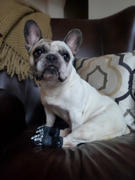 Pet Parents® Bladder SoftSupps® Review