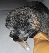 Pet Parents® Gnawtlers® Review