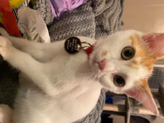 TRILL PAWS  Prowling Tag Review