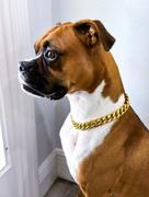 TRILL PAWS  Cuban Link Gold Chain Collar Review