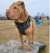TRILL PAWS  Tears Tag Review