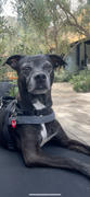 TRILL PAWS  Sup Tag Review