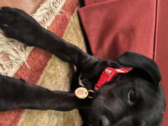TRILL PAWS  Dat Sass Tho Tag Review