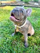 TRILL PAWS  Dat Sass Tho Tag Review