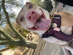 TRILL PAWS  Call Mom Tag Review