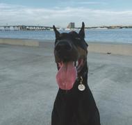 TRILL PAWS  Collar Midnight Black Review