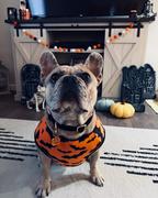 TRILL PAWS Jack O'Lantern Review