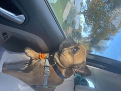 TRILL PAWS Jack O'Lantern Review