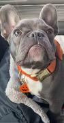 TRILL PAWS Jack O'Lantern Review