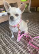TRILL PAWS  Leash Pretty Pink Review