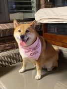 Swanky Paws Birthday Girl Dog Bandana Review