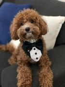 Swanky Paws Tuxedo Bandana- Standard Colours Review