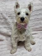 Swanky Paws Pink Bling Centre Bow Review
