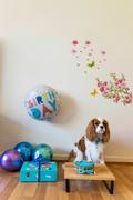 Swanky Paws Blue Sprinkles Sailor Bow Review