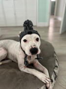 The Rover Store Canada Pooch Polar Pom Pom Dog Hat Review