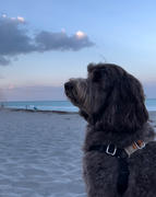 The Rover Store Wonder Walker™ Body Halter© No-Pull Dog Harness Review
