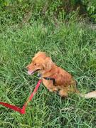 The Rover Store Wonder Walker™ Body Halter© No-Pull Dog Harness Review