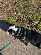 The Rover Store Cruiser Dog Leash Review