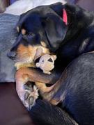 The Rover Store Outward Hound Hide-A-Squirrel® Puzzle Dog Toy Review