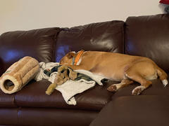 The Rover Store Outward Hound Hide-A-Squirrel® Puzzle Dog Toy Review