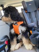 The Rover Store Sleepypod Clickit Sport Plus Car Safety Dog Harness Review
