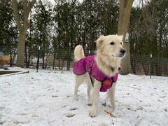 The Rover Store Wilderdog Fleece Dog Jacket Review