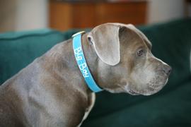 The Rover Store Mimi Green Velvet Personalized Dog Collar Review