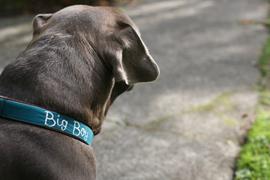The Rover Store Mimi Green Velvet Personalized Dog Collar Review