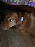The Rover Store Tractive GPS Tracker for Dogs Review