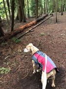 The Rover Store Element™ Waterproof Dog Jacket Review