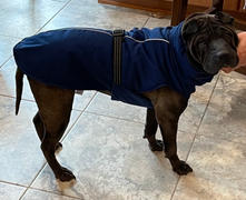 The Rover Store Goldpaw WinterPaw Dog Coat Review