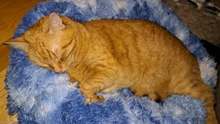 Allting Katt Mjuk och skön kattbädd Review