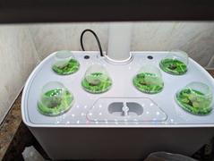 Ecoseedbank 8 Pack Lettuce Seed Collection Review