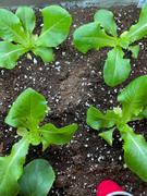 Ecoseedbank Buttercrunch Lettuce Seeds Review