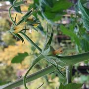 Ecoseedbank Brandywine Yellow Tomato Seeds Review