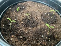 Ecoseedbank Sweetie Tomato Seeds Review
