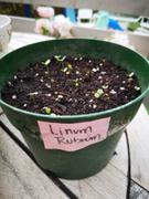 Ecoseedbank Scarlet Flax Linum Rubrum Seeds Review