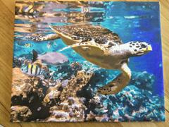 Paint Plot Australia Coral and Sea Turtle kit Review