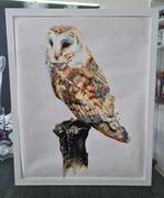 Paint Plot Australia Barn Owl kit Review