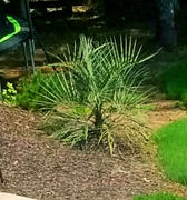 Atlanta Palms Pindo Palm Tree Review