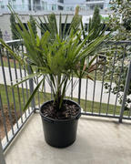 Atlanta Palms Needle Palm Tree Review