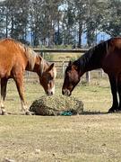 Aussie Grazers Large Original Knotted Horse Slow Feed Hay Net Review