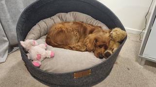 The Life of Riley The Pod Bed Review
