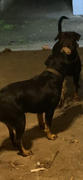 The Life of Riley Hemp Rope Toys Review